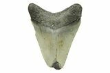 Bargain, Juvenile Megalodon Tooth - North Carolina #294440-1